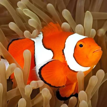 Clownfish